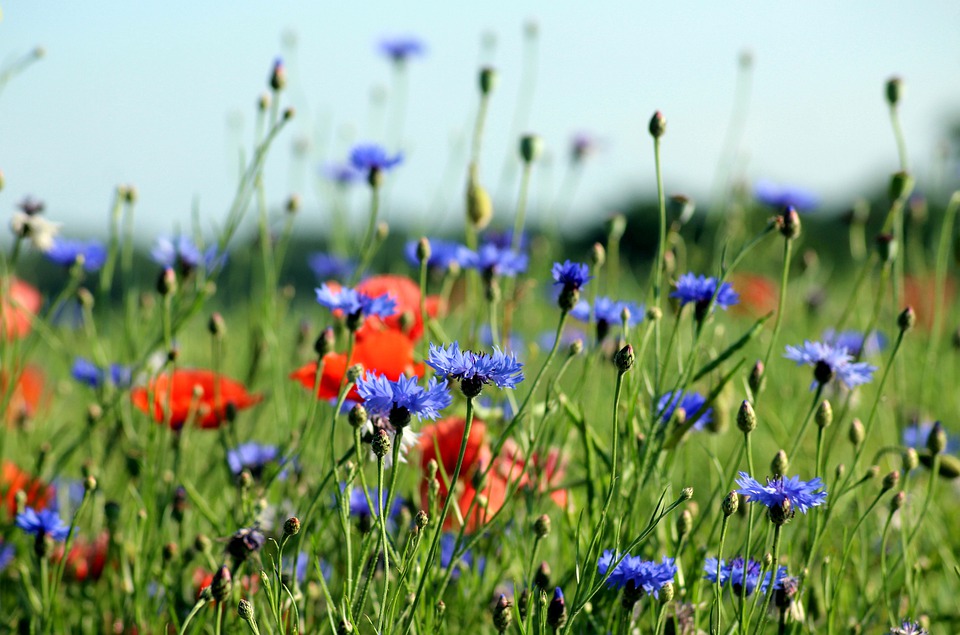 Röda och blåa blommor på en äng